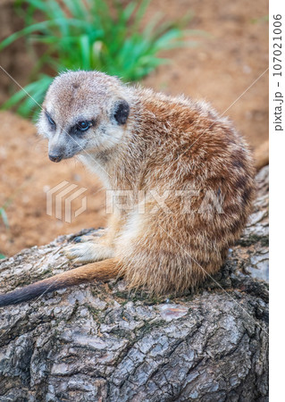 Meerkat, Suricata suricatta, on hind legs. Portrait of meerkat standing on hind legs with alert expression. Portrait of a funny meerkat sitting on its hind legs. 107021006