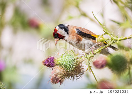 European goldfinch, feeding on the seeds of thistles. Carduelis carduelis. European goldfinch, feeding on the seeds of thistles. Carduelis carduelis. 107021032