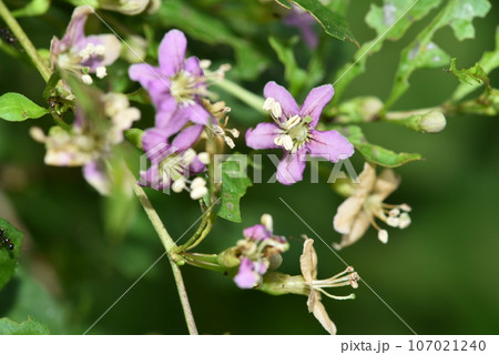 薄い青色のクコの花 107021240