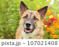 雑種犬・保護犬かわいいアップ写真 107021408