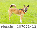 雑種犬・保護犬かわいい全身写真 107021412