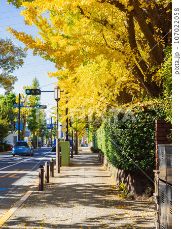 住宅街の秋景色　成城 107022058