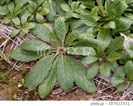 アカヤジオウ　生薬 107022511