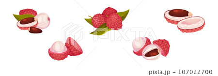 Lychee Fruit with Pink Rind and Sweet Flesh Vector Set Lychee Fruit with Pink Rind and Sweet Flesh Vector Set 107022700