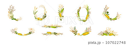 Corn Cob and Grain Agricultural Composition Vector Set 107022748