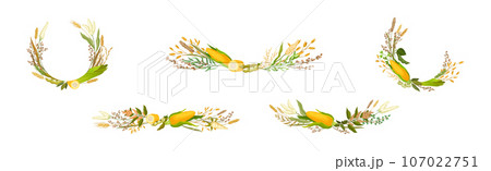 Corn Cob and Grain Agricultural Composition Vector Set 107022751