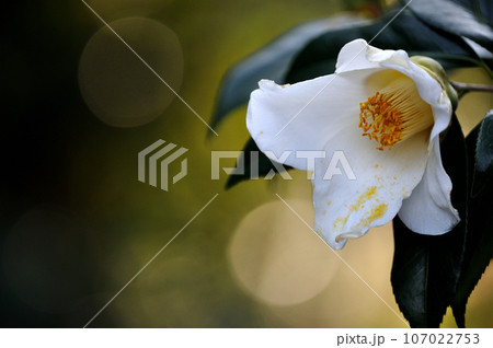 白いツバキの花 クローズアップ 白いツバキの花 クローズアップ 107022753