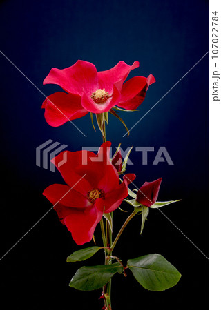 薔薇 107022784