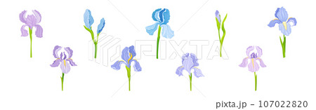 Crocus Flower on Green Stem as Blooming Flora Vector Set Crocus Flower on Green Stem as Blooming Flora Vector Set 107022820