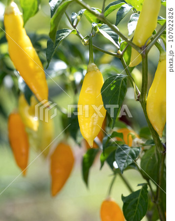 アジ・ハバネロ 107022826