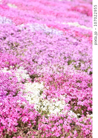 芝桜 芝桜 107022955