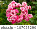 ピンク色の薔薇の花 107023290