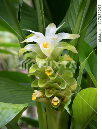 ウコン ウコン 107023291