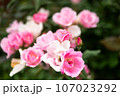 ピンクと白の薔薇の花 107023292