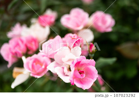 ピンクと白の薔薇の花 ピンクと白の薔薇の花 107023292