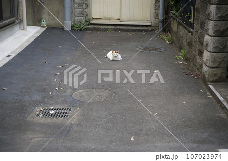 都会の野良猫 都会の野良猫 107023974