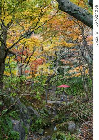 【神奈川県】鎌倉にある一条恵観山荘の色付き始めた紅葉 【神奈川県】鎌倉にある一条恵観山荘の色付き始めた紅葉 107024066