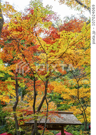 【神奈川県】鎌倉にある一条恵観山荘の鮮やかな紅葉 107024069