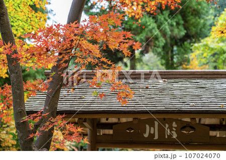 【神奈川県】鎌倉にある一条恵観山荘の鮮やかな紅葉 107024070