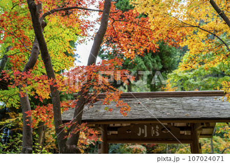【神奈川県】鎌倉にある一条恵観山荘の鮮やかな紅葉 107024071