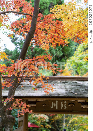 【神奈川県】鎌倉にある一条恵観山荘の鮮やかな紅葉 【神奈川県】鎌倉にある一条恵観山荘の鮮やかな紅葉 107024073