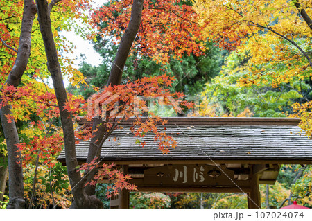 【神奈川県】鎌倉にある一条恵観山荘の鮮やかな紅葉 107024074