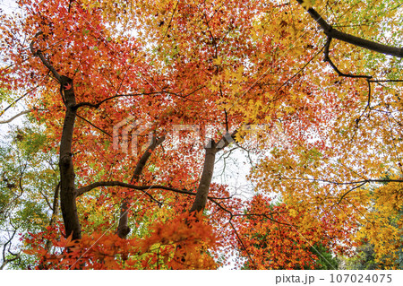 【神奈川県】鎌倉にある一条恵観山荘の鮮やかな紅葉 【神奈川県】鎌倉にある一条恵観山荘の鮮やかな紅葉 107024075