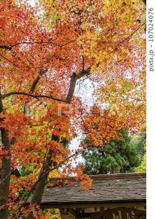 【神奈川県】鎌倉にある一条恵観山荘の鮮やかな紅葉 【神奈川県】鎌倉にある一条恵観山荘の鮮やかな紅葉 107024076