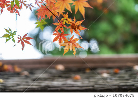 【神奈川県】鎌倉にある一条恵観山荘の鮮やかな紅葉 107024079