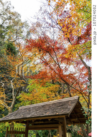 【神奈川県】鎌倉にある一条恵観山荘の鮮やかな紅葉 【神奈川県】鎌倉にある一条恵観山荘の鮮やかな紅葉 107024082