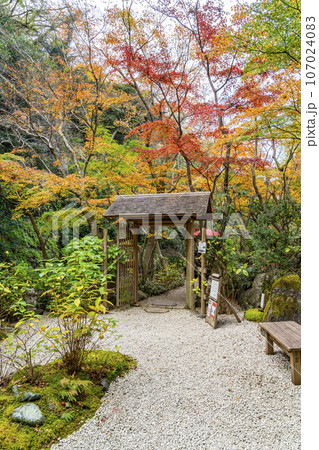 【神奈川県】鎌倉にある一条恵観山荘の鮮やかな紅葉 107024083