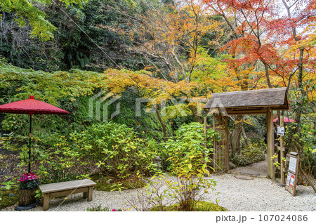 【神奈川県】鎌倉にある一条恵観山荘の鮮やかな紅葉 107024086