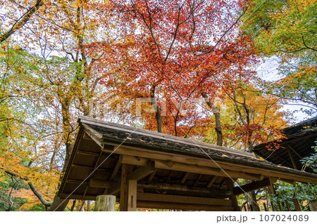 【神奈川県】鎌倉にある一条恵観山荘の鮮やかな紅葉 107024089
