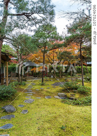 【神奈川県】鎌倉にある一条恵観山荘の色付き始めた紅葉 【神奈川県】鎌倉にある一条恵観山荘の色付き始めた紅葉 107024096