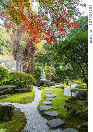 【神奈川県】鎌倉にある報国寺の色付き始めた紅葉 107024108