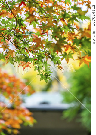 【神奈川県】鎌倉にある報国寺の色付き始めた紅葉 【神奈川県】鎌倉にある報国寺の色付き始めた紅葉 107024112