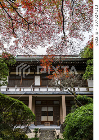 【神奈川県】鎌倉にある報国寺の鮮やかな紅葉 【神奈川県】鎌倉にある報国寺の鮮やかな紅葉 107024113