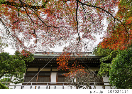 【神奈川県】鎌倉にある報国寺の鮮やかな紅葉 【神奈川県】鎌倉にある報国寺の鮮やかな紅葉 107024114