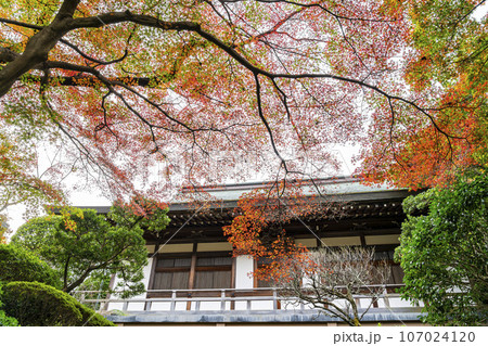 【神奈川県】鎌倉にある報国寺の鮮やかな紅葉 107024120