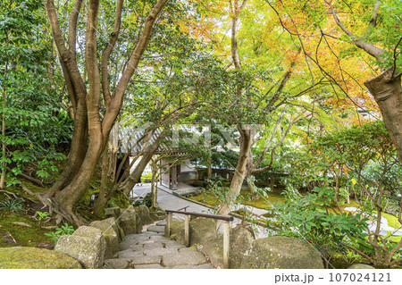 【神奈川県】鎌倉にある報国寺の鮮やかな紅葉 107024121