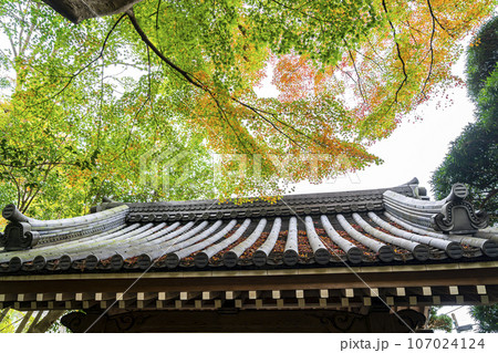 【神奈川県】鎌倉にある報国寺の色付き始めた紅葉 107024124