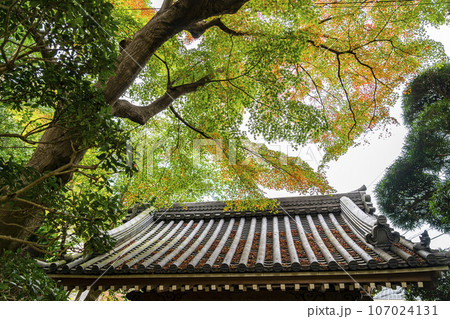 【神奈川県】鎌倉にある報国寺の色付き始めた紅葉 107024131