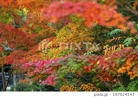 【神奈川県】鶴岡八幡宮の鮮やかで美しい紅葉 107024143