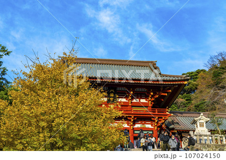 【神奈川県】鶴岡八幡宮の綺麗に色付いた銀杏 【神奈川県】鶴岡八幡宮の綺麗に色付いた銀杏 107024150