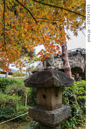 【神奈川県】鎌倉にある一条恵観山荘の色付き始めた紅葉 107024155