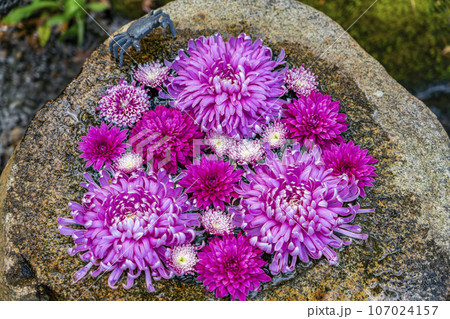 【神奈川県】鎌倉にある一条恵観山荘の綺麗な花手水 107024157