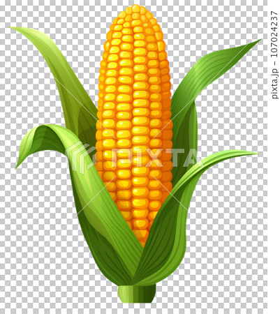 maize, corn, illustration, food, agriculture, grain, natural, organic, plant, farm, harvest, seed, vegetable, vegetarian, popcorn, yellow, nature, green, cereal, ripe, nutrition, icon, leaf, summer, 107024237