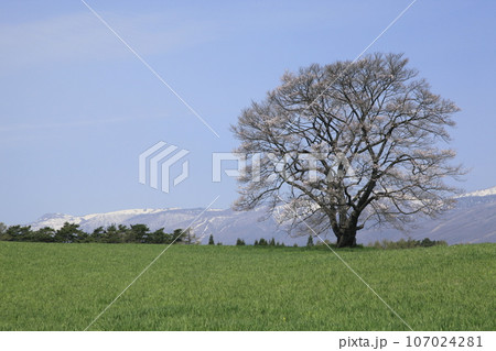 小岩井農場の一本桜と残雪の山々 107024281
