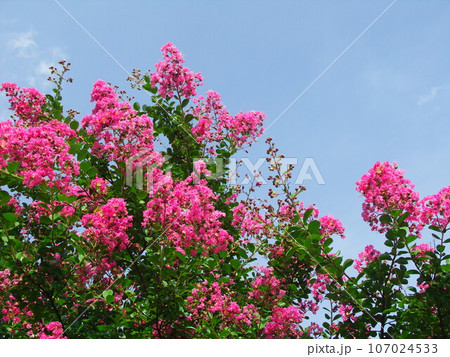 ピンクの百日紅の花と青空 ピンクの百日紅の花と青空 107024533