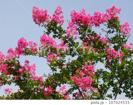 ピンクの百日紅の花と青空 ピンクの百日紅の花と青空 107024535